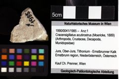 Foto (Objket + Etiketten) von Cracensigillatus acutirostrus (Moericke, 1889) 